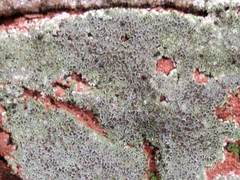 Lecanora campestris