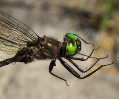 Somatochlora walshii