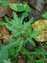 Sceptridium dissectum dissectum