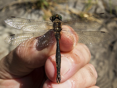 Somatochlora walshii
