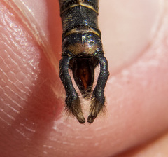 Somatochlora walshii