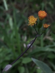 Gynura