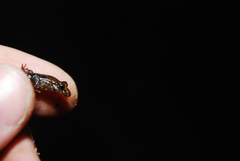 Desmognathus carolinensis