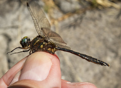 Somatochlora walshii
