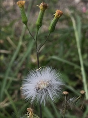 Gynura