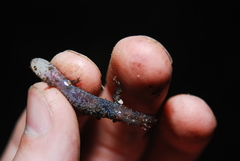 Desmognathus carolinensis