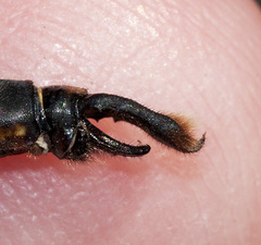 Somatochlora walshii