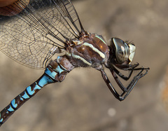 Aeshna walkeri