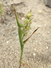 Cenchrus longispinus