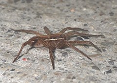 Dolomedes striatus