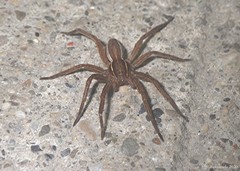Dolomedes striatus