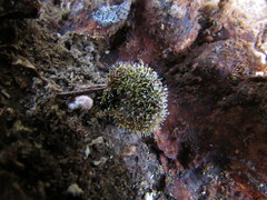 Gliocladium polyporicola