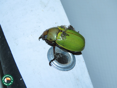 Pelidnota semiaurata