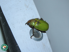 Pelidnota semiaurata