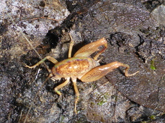 Pristoceuthophilus pacificus