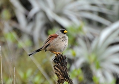 Rufous-Backed Inca-Finch photo 3