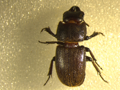 Paralissotes stewarti