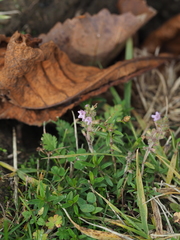 Thymus odoratissimus