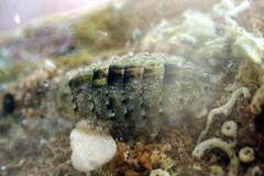 Ischnochiton thomasi