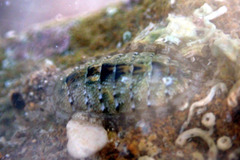 Ischnochiton thomasi