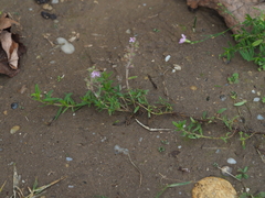 Thymus odoratissimus