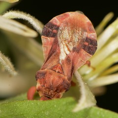 Phymata borica