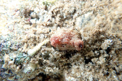 Stolidobranchia