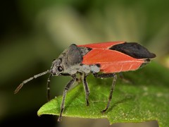 Melanopleurus belfragei