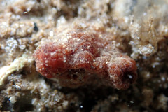 Stolidobranchia