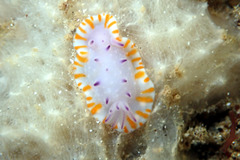Mexichromis macropus