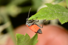 Melanopleurus belfragei