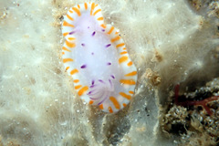 Mexichromis macropus