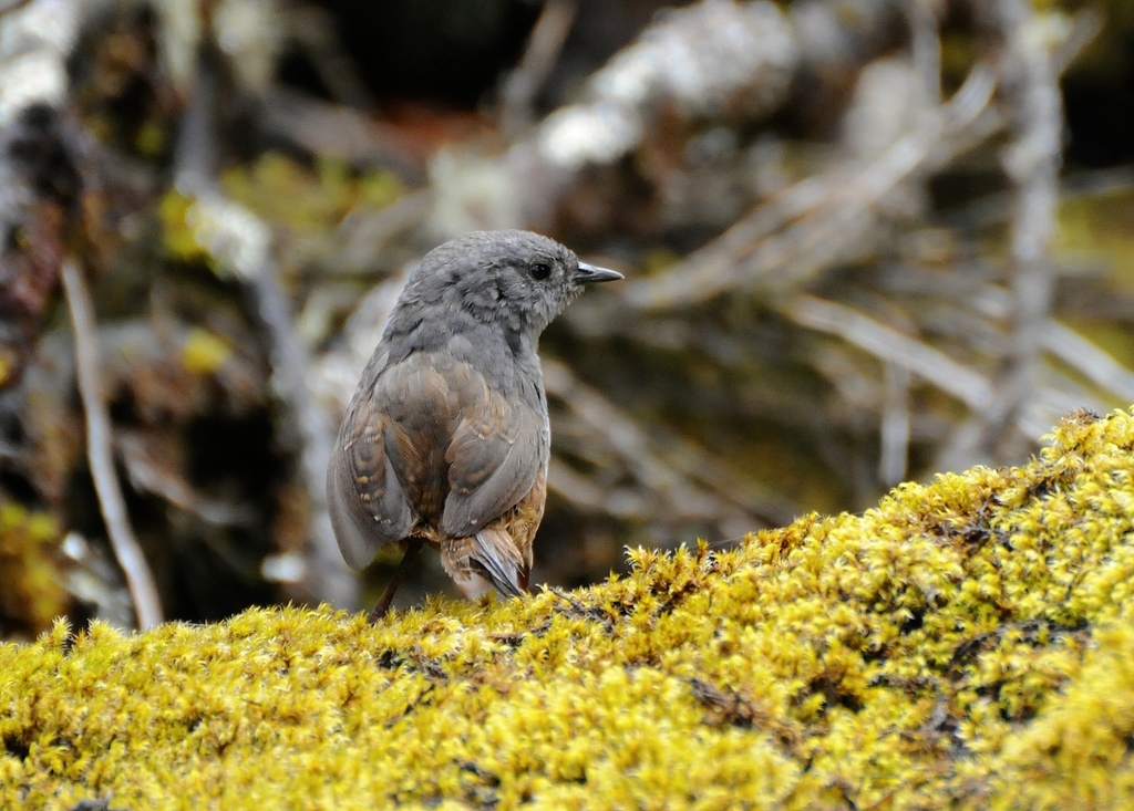 Ancash Tapaculo photo
