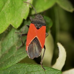 Melanopleurus belfragei