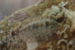 Ischnochiton thomasi