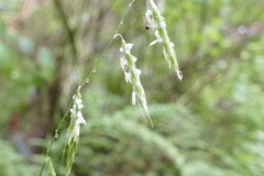 Pleuropogon refractus