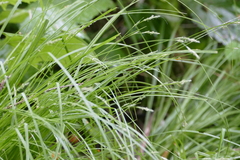 Carex deweyana