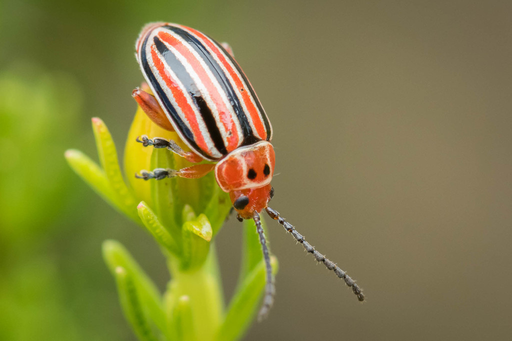 Disonycha caroliniana