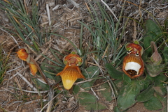 Calceolaria uniflora