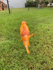 Amphilophus citrinellus