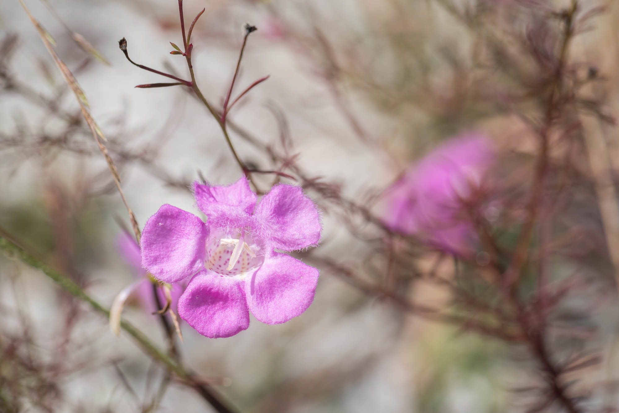 Agalinis filifolia