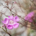 Seminole False Foxglove - Photo (c) Nash Turley, some rights reserved (CC BY-NC), uploaded by Nash Turley