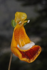 Calceolaria uniflora