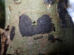 Biscogniauxia nummularia