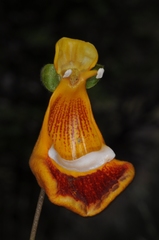 Calceolaria uniflora
