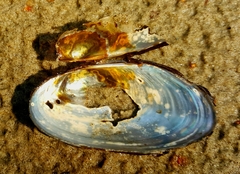 Strophitus undulatus