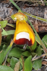 Calceolaria uniflora