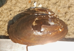 Strophitus undulatus