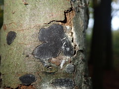 Biscogniauxia nummularia