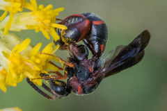 Leucospis slossonae